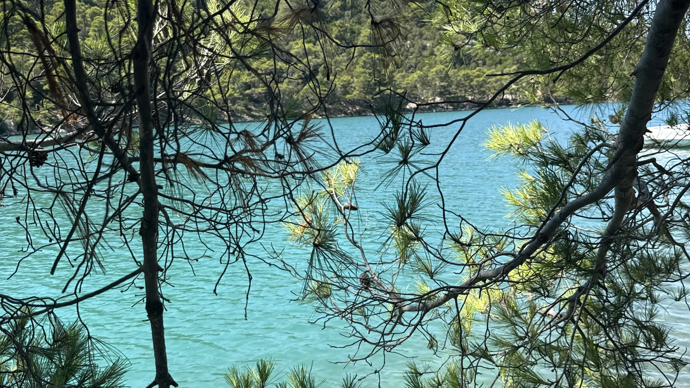 View through trees of turquoise water and distant wooded shore.